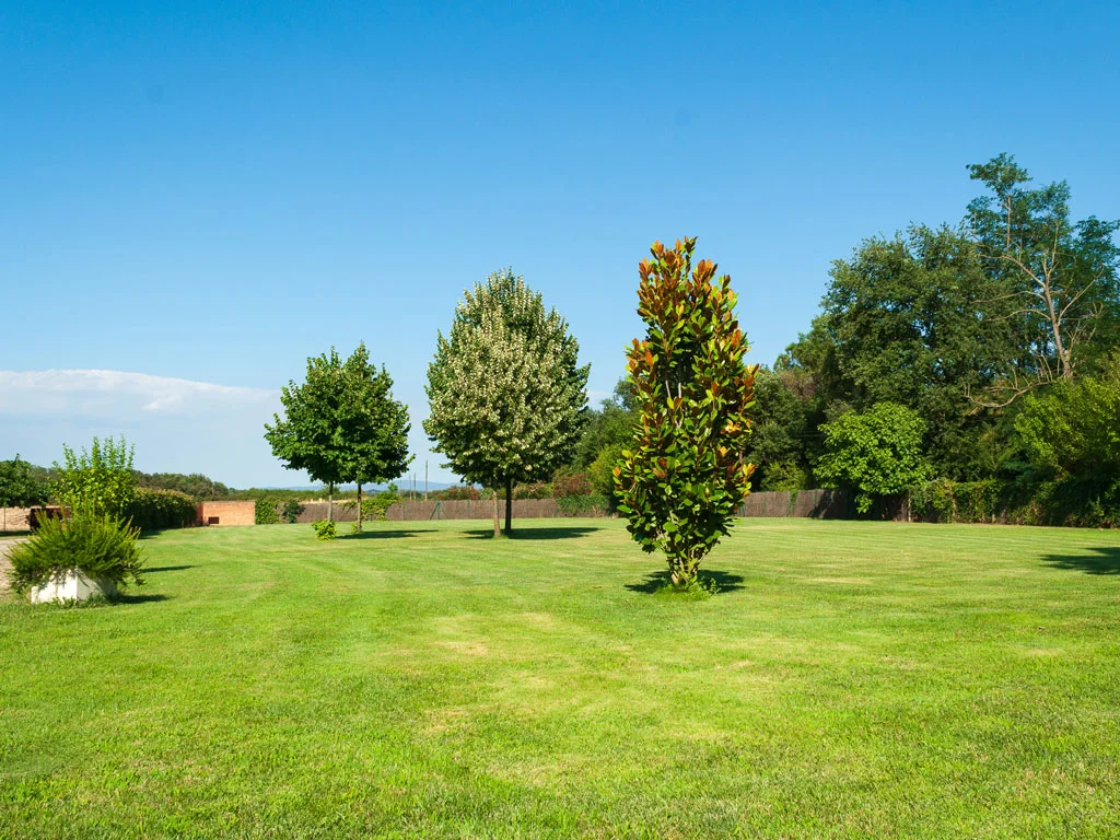 Arbres enmig d'una superície de gespa verda molt extensa